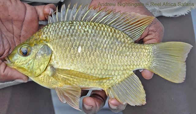 Sarotherodon galilaeus